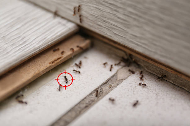 Best Local Pest Control Services  in Charlotte, MI