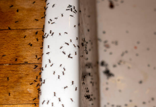Best Pest Prevention Services  in Charlotte, MI
