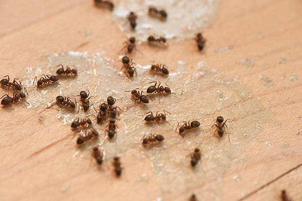 Best Flea Control Services  in Charlotte, MI