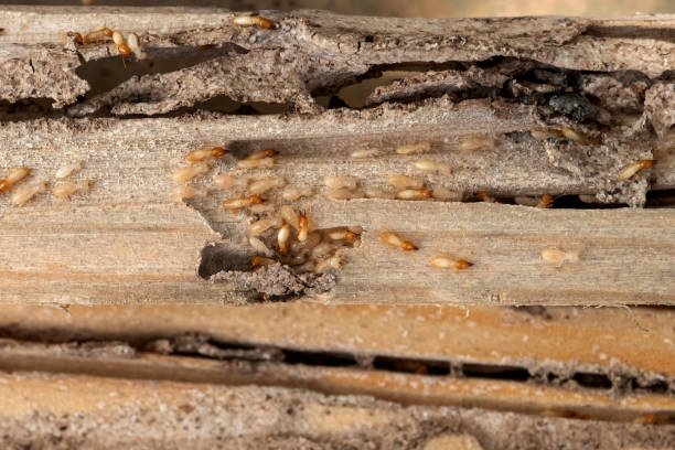 Best Local Pest Control Services  in Charlotte, MI